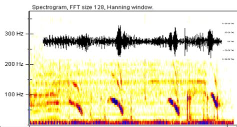 Recordings of Blue Whales sound with single hydrophone and Ecological Acoustic Recorders (EARs ...