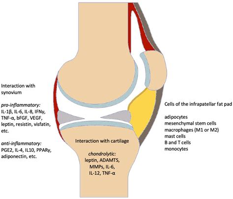 Biomedicines | Free Full-Text | The Corpus Adiposum Infrapatellare ...