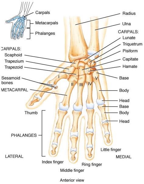 Bones of the hand | Part of hand, Hand bone, Index finger rings