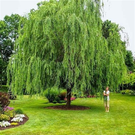 Willow Tree Fruit : Weeping Willow Tree On The Tree Guide At Arborday Org / Check spelling or ...