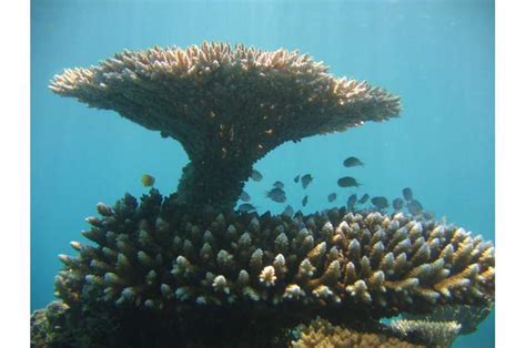 Turning the tables—how table corals are regenerating reefs