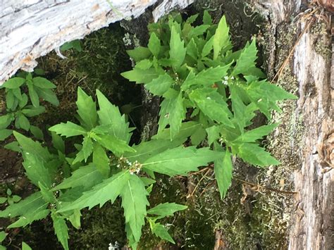 Wild Herb Ways: Bugle weed, Lycopus