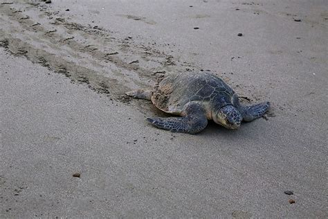 Olive Ridley Sea Turtle Facts: Animals of North America - WorldAtlas