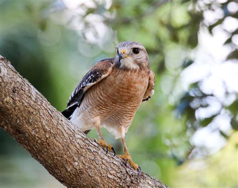 [10000印刷√] red shouldered hawk bird 160427-Red shouldered hawk florida birds of prey - Pict4udwod