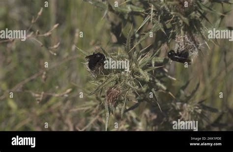 Carpenter bee pollination Stock Videos & Footage - HD and 4K Video ...