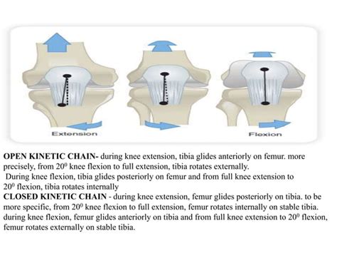 Extensor mechanism of knee