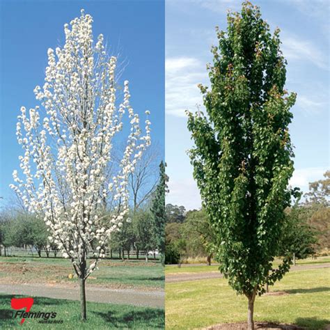 Ornamental Pear - Manchurian Pear - Perth, WA - Online Garden Centre