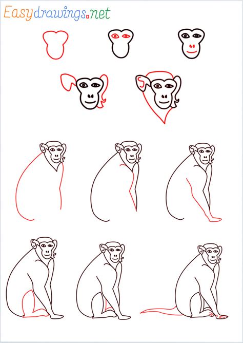 How To Draw A Monkey Step by Step - [11 Easy Phase] & [Video]