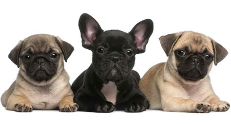 Pug vs French Bulldog – Which One Makes the Best Pet?