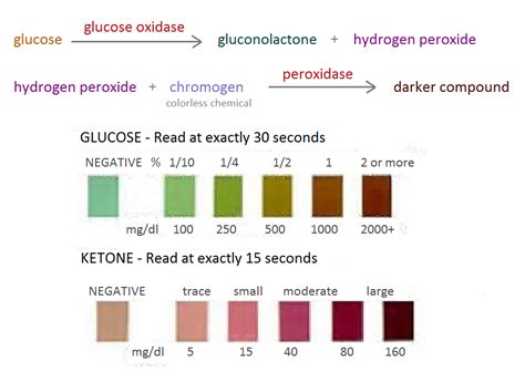 Greater Than 1000 Urine Glucose