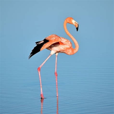 4K Flamingo Wallpapers - Top Free 4K Flamingo Backgrounds - WallpaperAccess