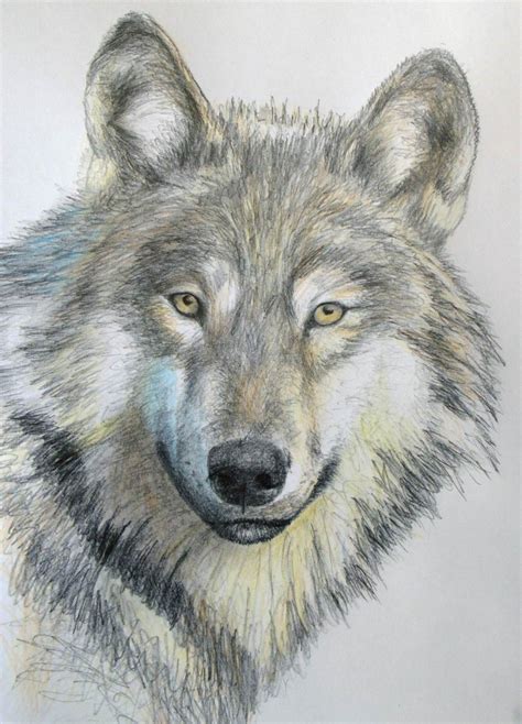 How to Draw a Wolf in Pencil — Online Art Lessons