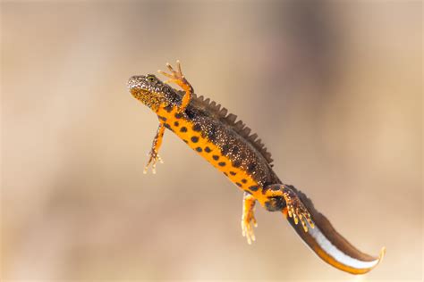 Newts | The Wildlife Trusts