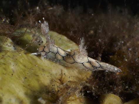 Trapania squama stock photo. Image of nudi, trapania - 73455570