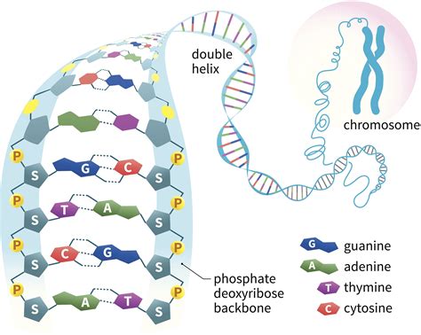 Dna Label Diagram