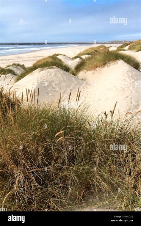 Pacific coastal sand dunes in the Oregon Dunes National Recreation Area ...