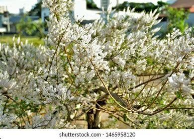 Commiphora Myrrha Tree Garden Full Flowers Stock Photo 1465958120 | Shutterstock