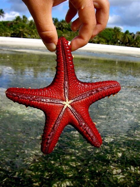 Animals on the Road: Red Starfish