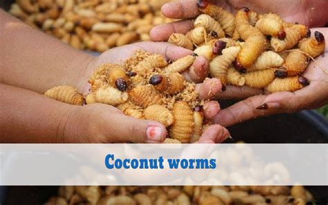 Challenge Yourself With Coconut Worms: Benefits And Negatives Sides You Should Know