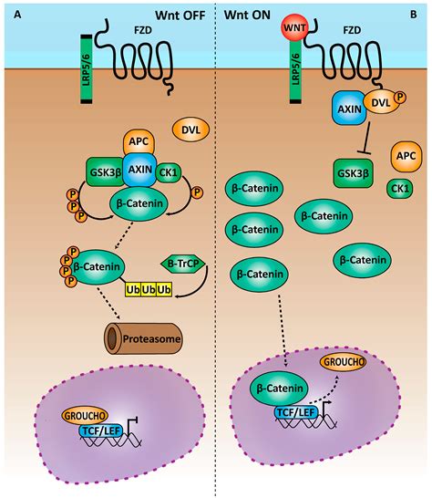 Genes | Free Full-Text | The Pleiotropic Effects of the Canonical Wnt Pathway in Early ...