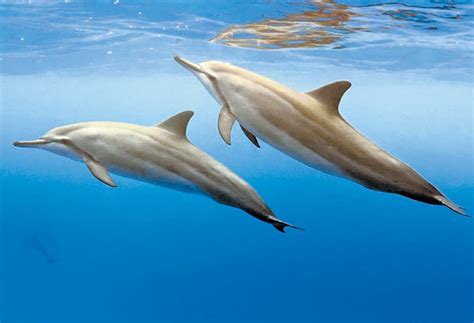 What's that you say, Flipper? Experts develop tools to talk to dolphins ...