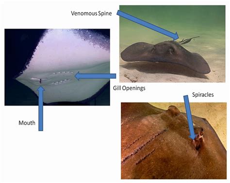 Stingray Anatomy Diagram