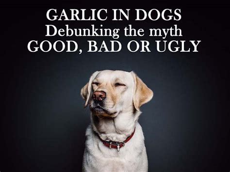 Garlic in dogs: it's time to know the whole truth | The Happy Puppers