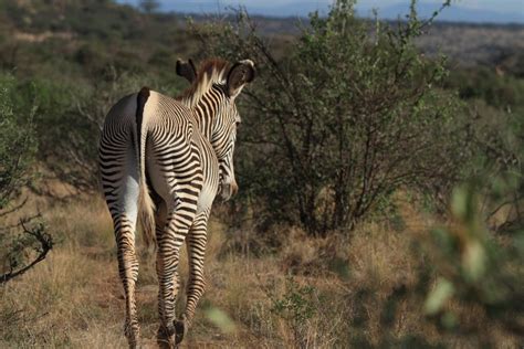 Samburu Animals – Samburu National Reserve