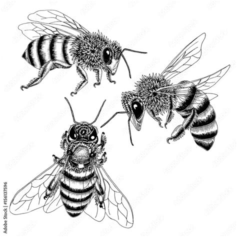 Hand drawn bees sketch set in black and white. Vector illustration of three bees from various ...