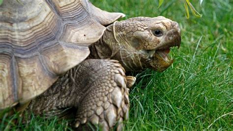 Sulcata Tortoise Lifespan: How Long Do They Live? – The Turtle Hub