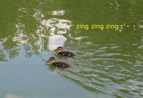 Child ducks swimming - Shinjitu Muku - Medium