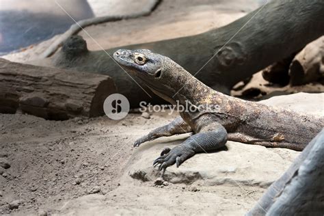 A dangerous predator the Komodo Dragon reptile waiting patiently on its prey. Royalty-Free Stock ...