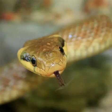 Aesculapian Snake - Facts, Diet, Habitat & Pictures on Animalia.bio