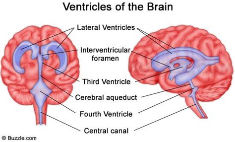 Hur många ventriklar finns det i hjärnans ventrikelsystem? | Medicinare.nu