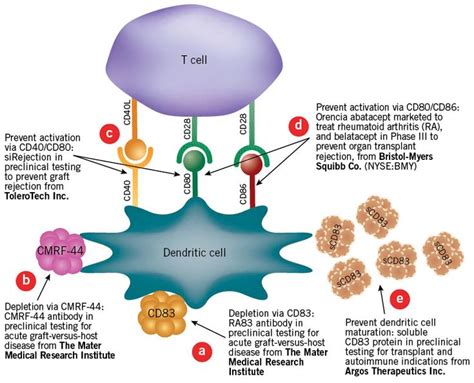 T Cell: component of the human immune system | Medical laboratory science, Immunology, Human ...