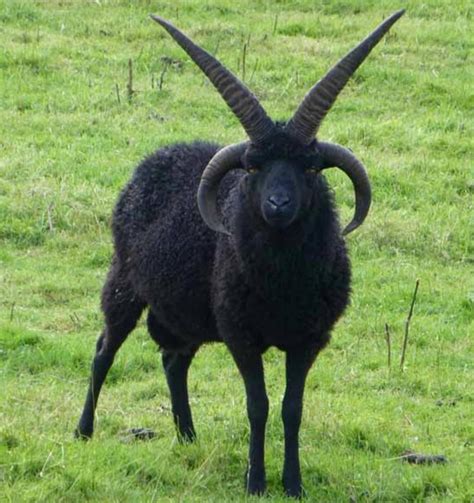 🔥 Hebridean Sheep will often grow two pairs of horns🔥 : r/sheep