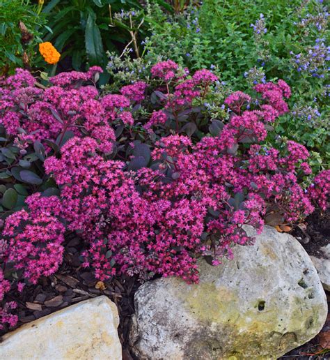 Garden With Drought Tolerant Creeping Sedum Stonecrop