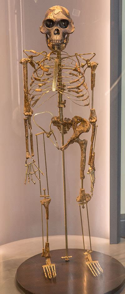 Australopithecus Ramidus Skull