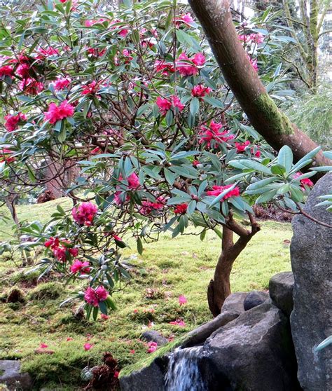 Pruning Rhododendrons — Seattle's Favorite Garden Store Since 1924 - Swansons Nursery