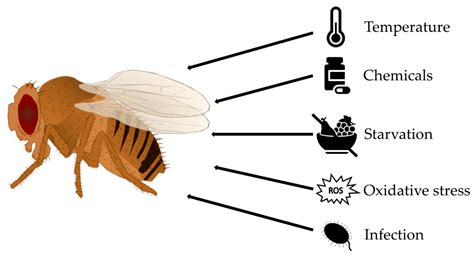 drosophila life cycle experiment - Agripina Crisp