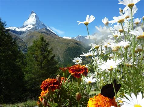 The Swiss Alps in the Summer - Must Do's in Switzerland this Summer