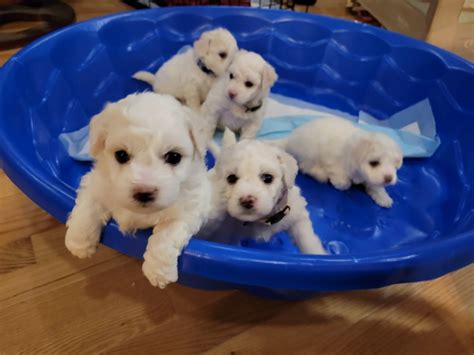 Bichon Frise Puppies For Sale | Knoxville, TN #383848