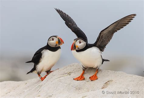 Puffins Of Machias Seal Island | Scott Martin Photography