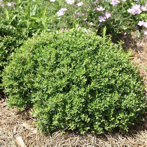 Dwarf Yaupon Holly - 2 gallon container – Lots of Plants