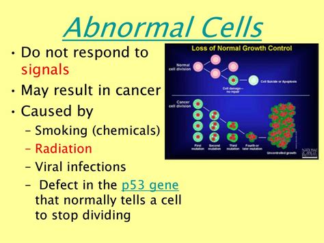Cell Growth and Division - ppt download
