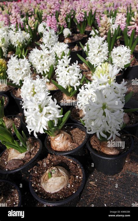 Hyacinth. Field of colorful spring flowers hyacinths in greenhouse on ...