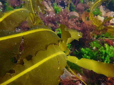 Nothing Can Kelp Us Now. Meet The New Kale : The Salt : NPR