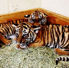 Yawning Tiger GIFs - Find & Share on GIPHY