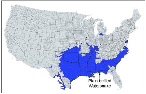 9 Types of Water Snakes Found in Tennessee! (ID Guide) - Bird Watching HQ