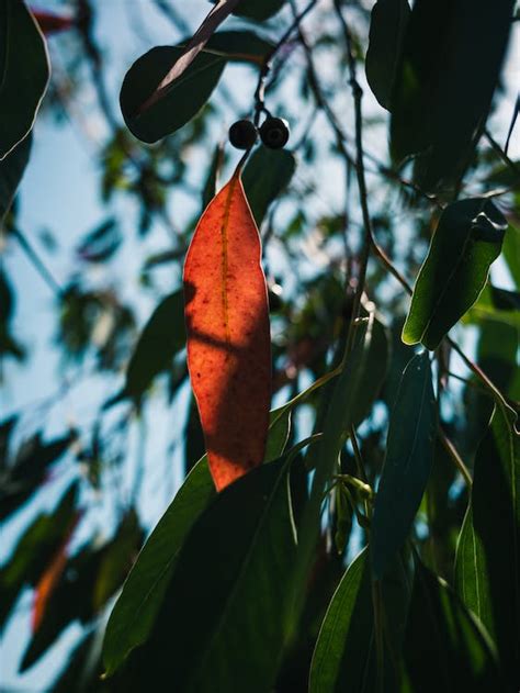 Leaves of Eucalyptus Tree · Free Stock Photo